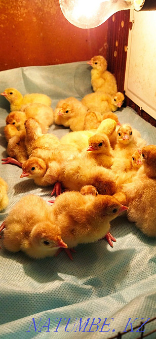 Kurke / k?rke / turkey poults daily for 1500 Мухаметжан Туймебаева - photo 1