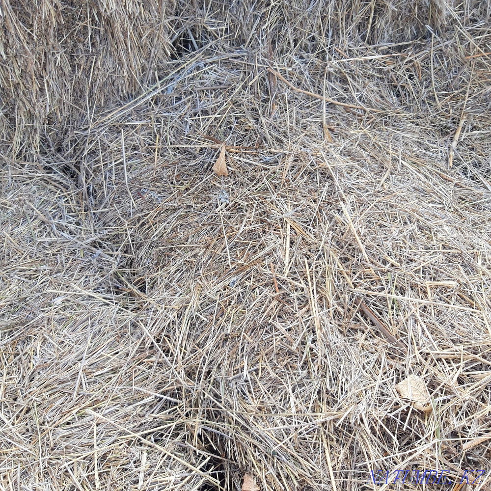 Sell hay square bales Stepnogorskoye - photo 1