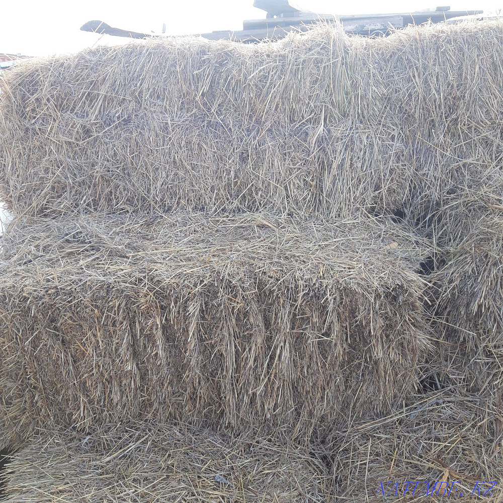 Sell hay square bales Stepnogorskoye - photo 3