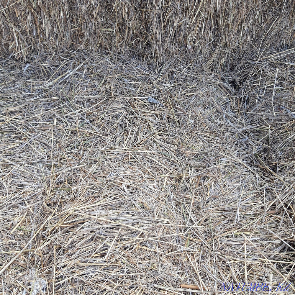 Sell hay square bales Stepnogorskoye - photo 2