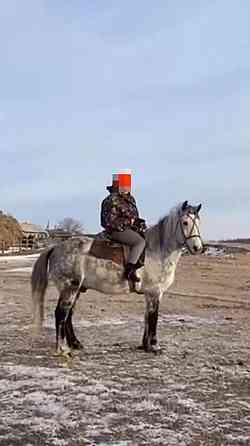 Продам рабочего спокойного мерина(коня) 8 лет Pavlodar