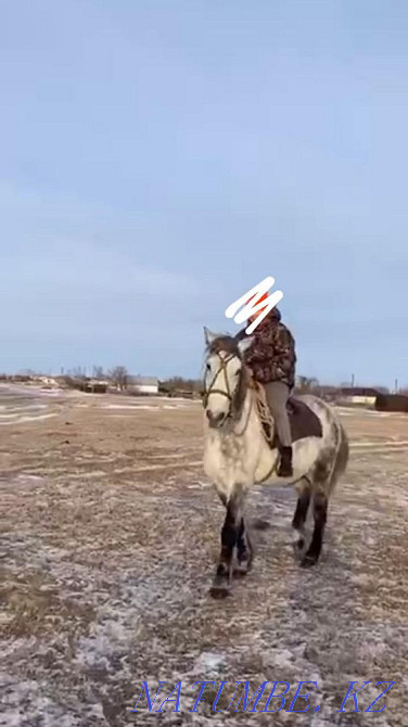 I will sell a working calm gelding (horse) 8 years old Pavlodar - photo 4