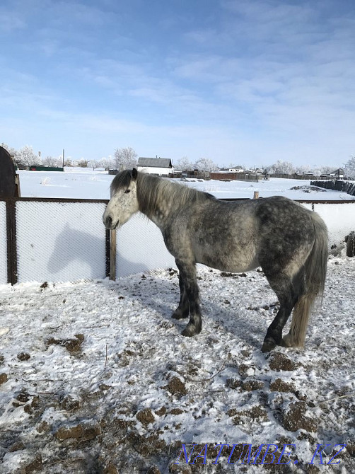 I will sell a working calm gelding (horse) 8 years old Pavlodar - photo 5