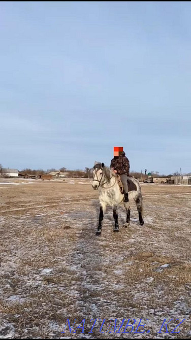 I will sell a working calm gelding (horse) 8 years old Pavlodar - photo 2