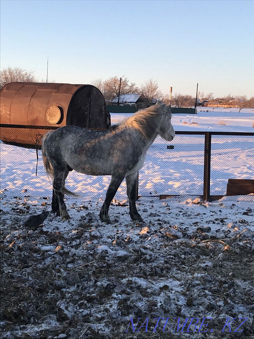 I will sell a working calm gelding (horse) 8 years old Pavlodar - photo 7