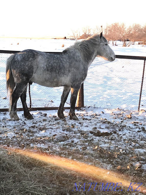 I will sell a working calm gelding (horse) 8 years old Pavlodar - photo 8