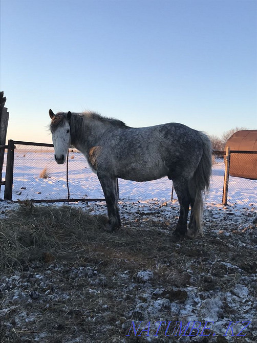 I will sell a working calm gelding (horse) 8 years old Pavlodar - photo 6