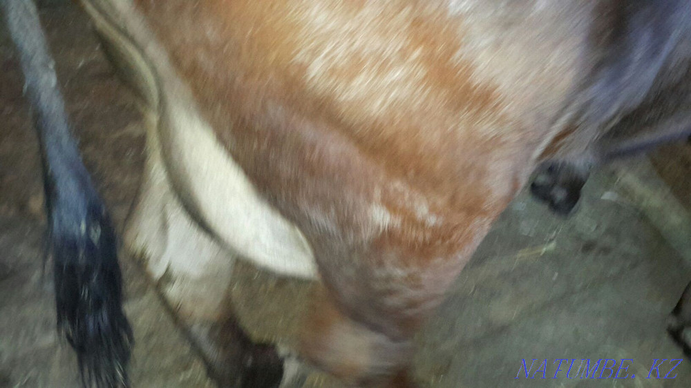 Hello I will sell 2 cows of 5 years of dairy breed. Tekeli - photo 4