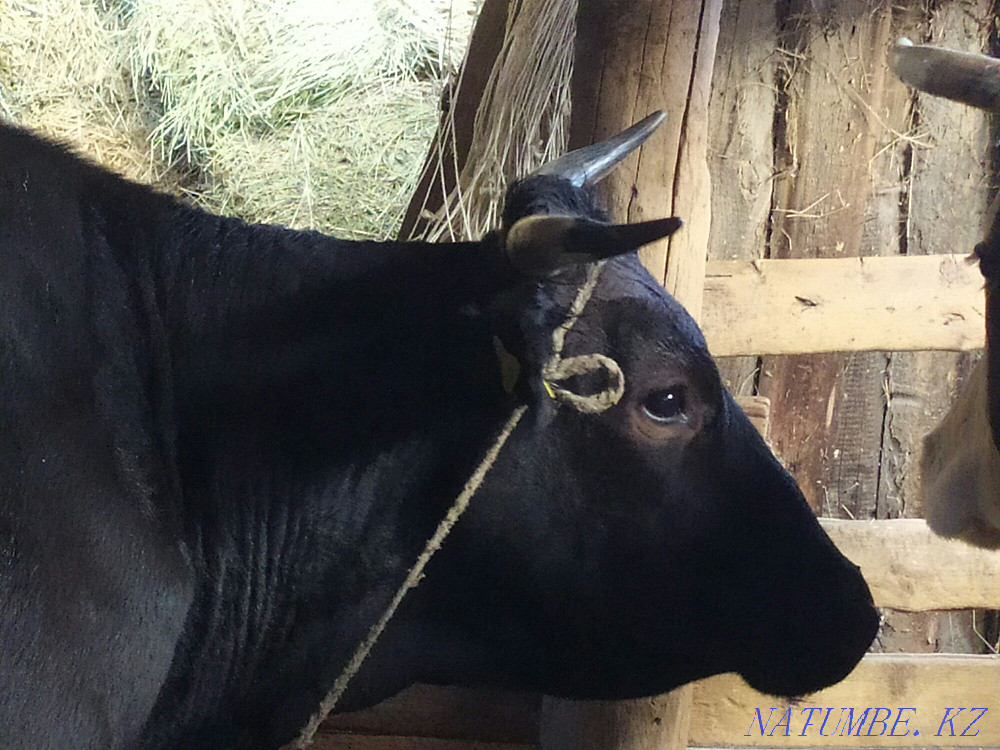 Hello I will sell 2 cows of 5 years of dairy breed. Tekeli - photo 1