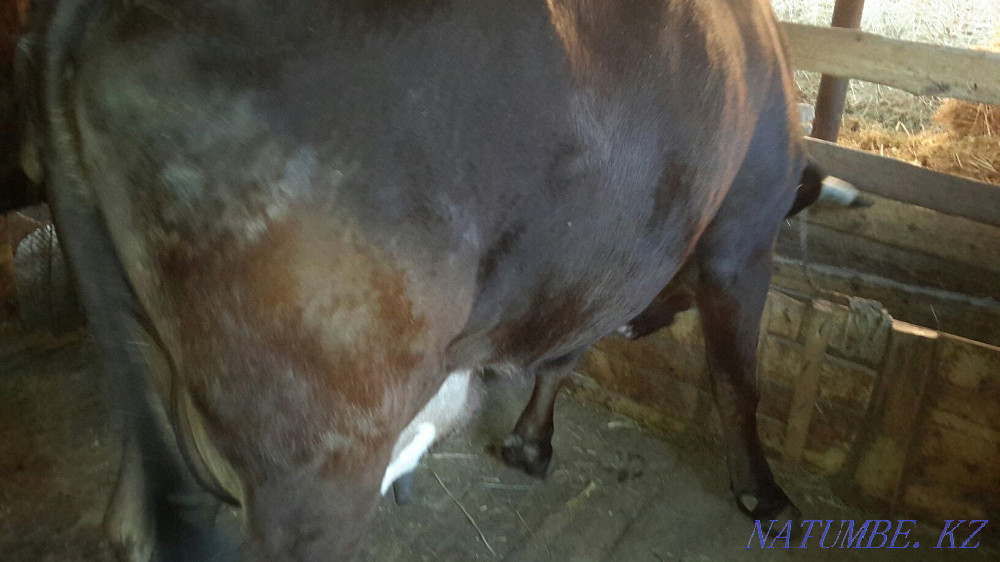 Hello I will sell 2 cows of 5 years of dairy breed. Tekeli - photo 3