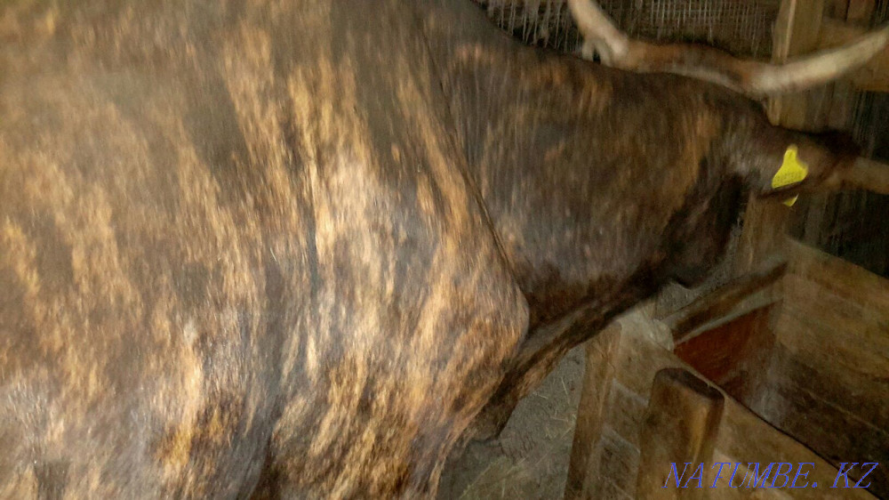 Hello I will sell 2 cows of 5 years of dairy breed. Tekeli - photo 7