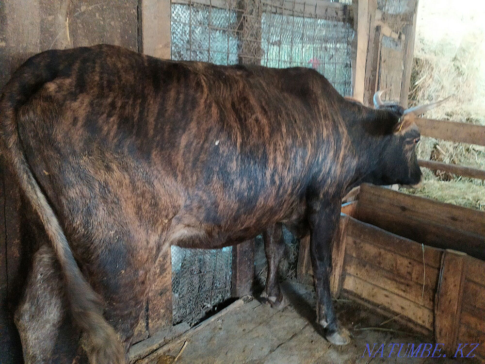 Hello I will sell 2 cows of 5 years of dairy breed. Tekeli - photo 8