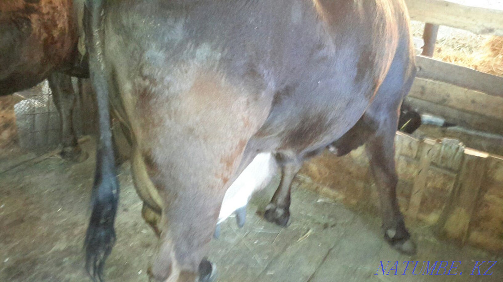 Hello I will sell 2 cows of 5 years of dairy breed. Tekeli - photo 2