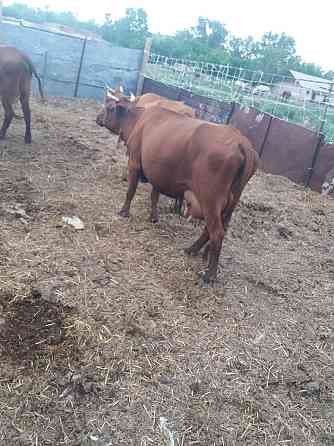 Продам молочных дойных коров Karagandy