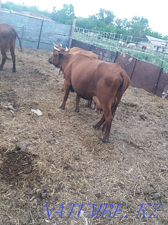 Sell dairy cows Karagandy - photo 3
