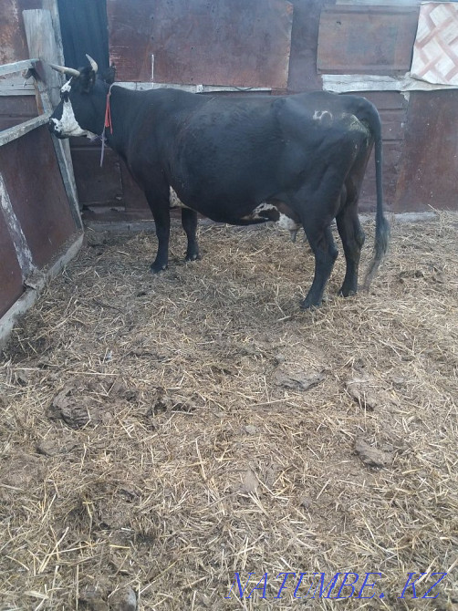 Sell dairy cows Karagandy - photo 1