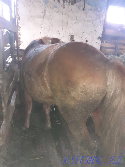Откормленные лошади Байтерек - изображение 3