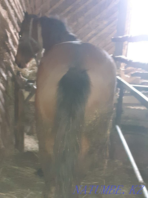 Откормленные лошади Байтерек - изображение 4