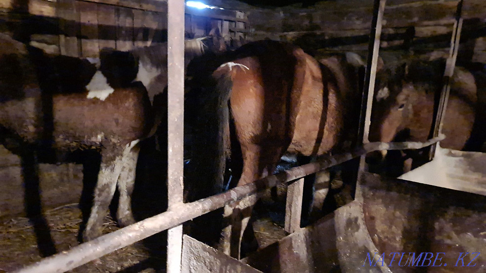 Откормленные лошади Байтерек - изображение 1