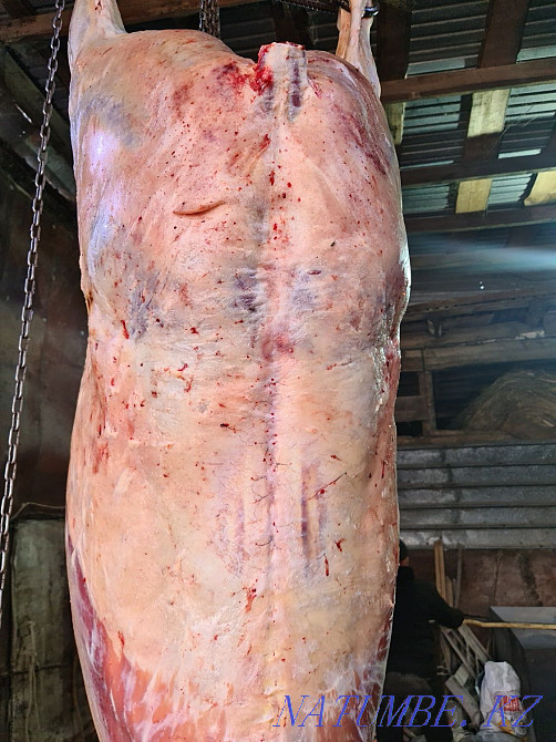 Откормленные лошади Байтерек - изображение 7