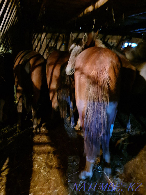 Откормленные лошади Байтерек - изображение 6