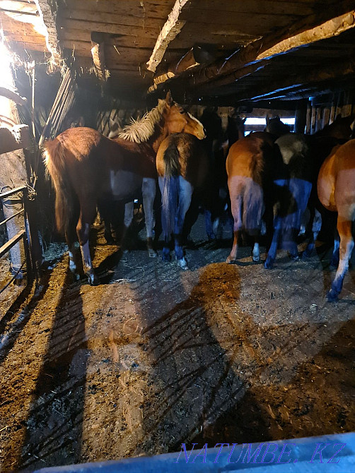 Откормленные лошади Байтерек - изображение 5