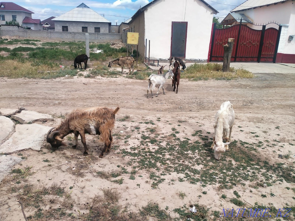 Орыс ешкілер ла?тарымен он дана Туркестан - изображение 1