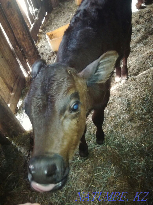 Продается теленок  - изображение 5