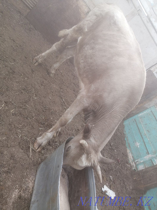 Семиз кашар сатылады Жезказган - изображение 1