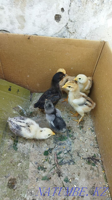 Продаются цыплята Сарыагаш - изображение 2