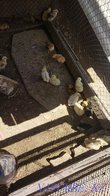 Продаются цыплята Сарыагаш - изображение 1