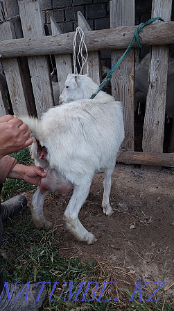 Cake eshki bir teke alty lacquer teke satylada urgently cap corinder Shymkent - photo 1