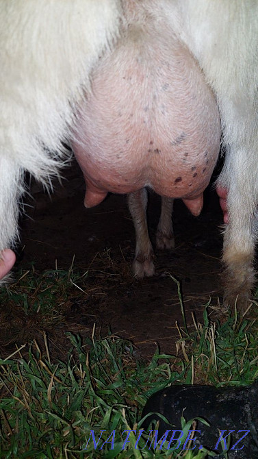 Торт ешки бір теке алты лак теке сатылады срочно кап кориндер Шымкент - изображение 2