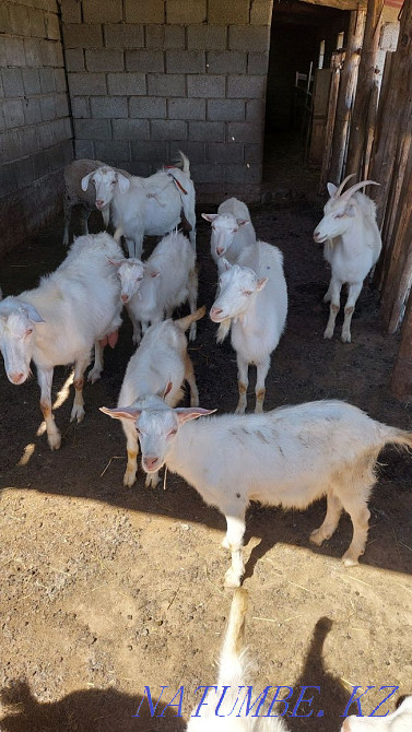 Торт ешки бір теке алты лак теке сатылады срочно кап кориндер Шымкент - изображение 4