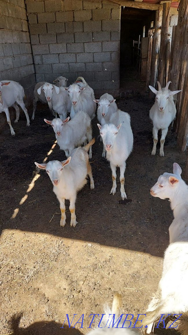 Торт ешки бір теке алты лак теке сатылады срочно кап кориндер Шымкент - изображение 5