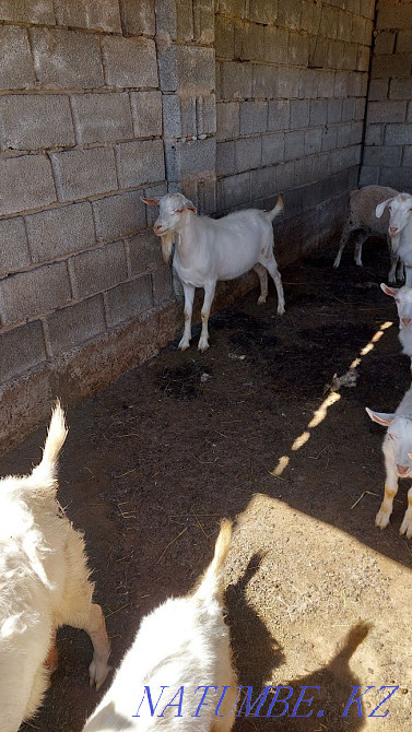 Торт ешки бір теке алты лак теке сатылады срочно кап кориндер Шымкент - изображение 6