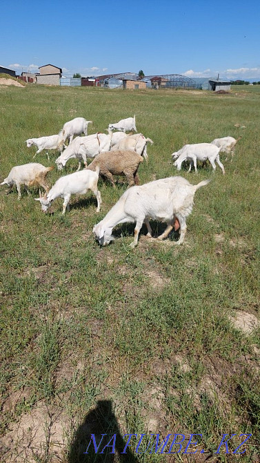 Торт ешки бір теке алты лак теке сатылады срочно кап кориндер Шымкент - изображение 8