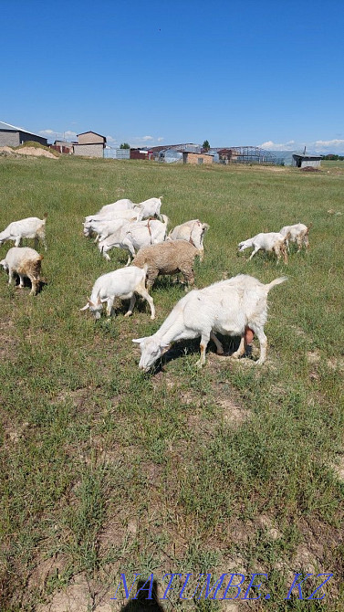 Торт ешки бір теке алты лак теке сатылады срочно кап кориндер Шымкент - изображение 7