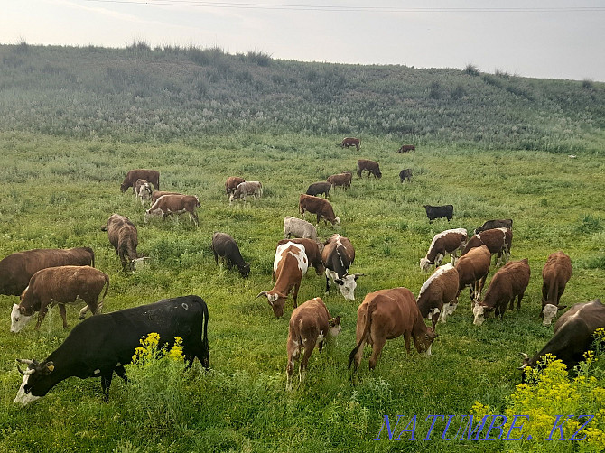 B?? alar satylady, I will sell bulls Almaty - photo 6