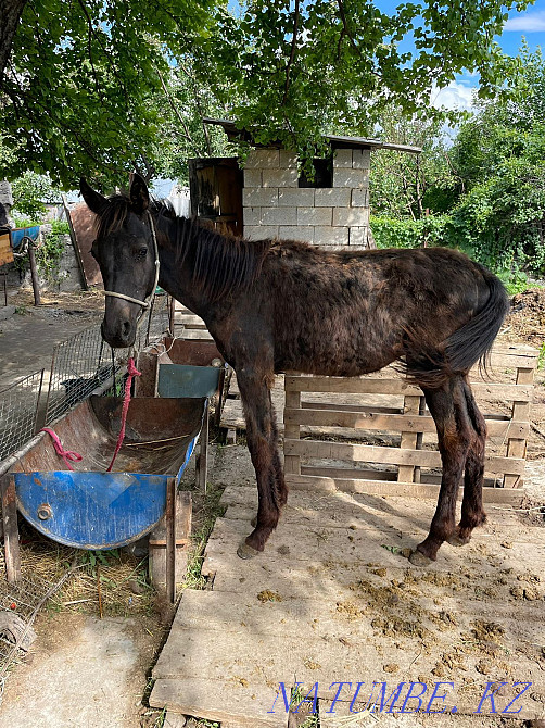 Жабагы Тай сатылады Мухаметжан Туймебаева - изображение 1