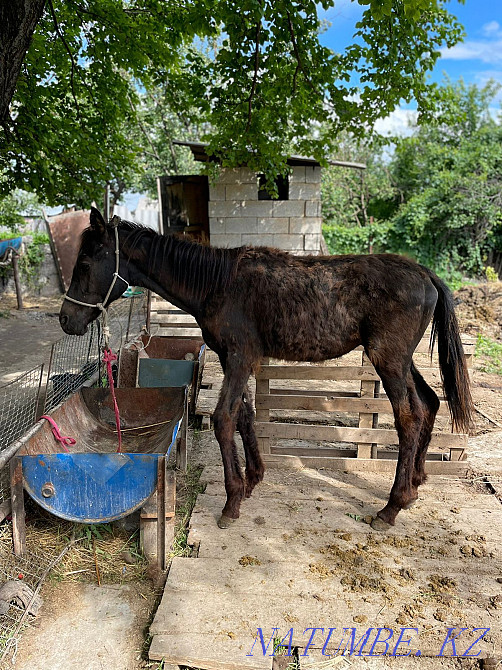 Жабагы Тай сатылады Мухаметжан Туймебаева - изображение 2