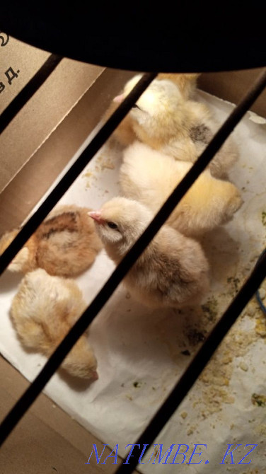 Brama chickens for sale Zhezqazghan - photo 2