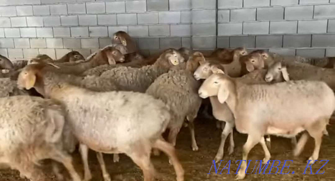 Koi toktushka sheep for sale in the city free Delivery Almaty Almaty - photo 3