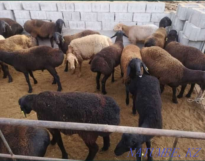 Koi toktushka sheep for sale in the city free Delivery Almaty Almaty - photo 5