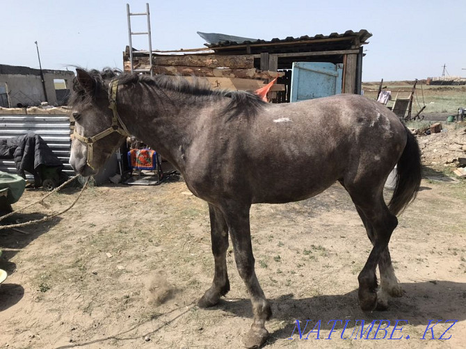 Aigyr stallion Semey - photo 1