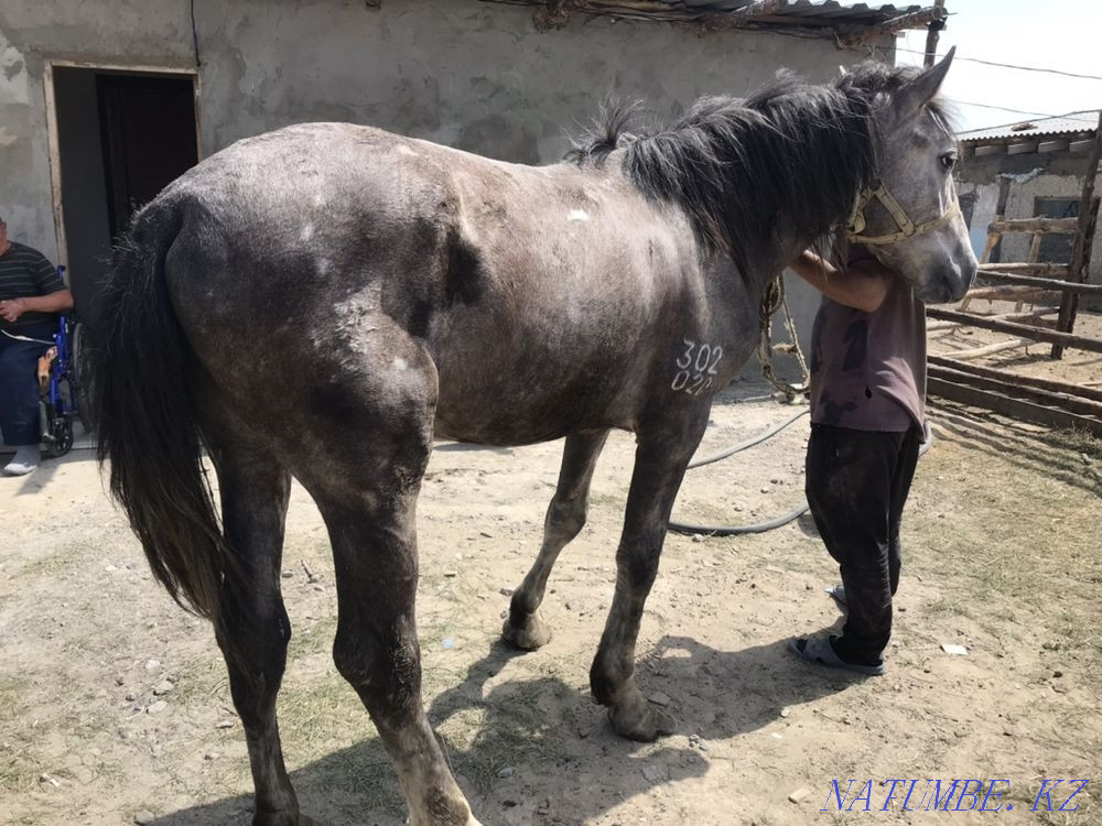 Aigyr stallion Semey - photo 3