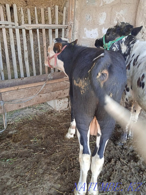 Оғыз бұқа еркек бұзау Туркестан - изображение 2