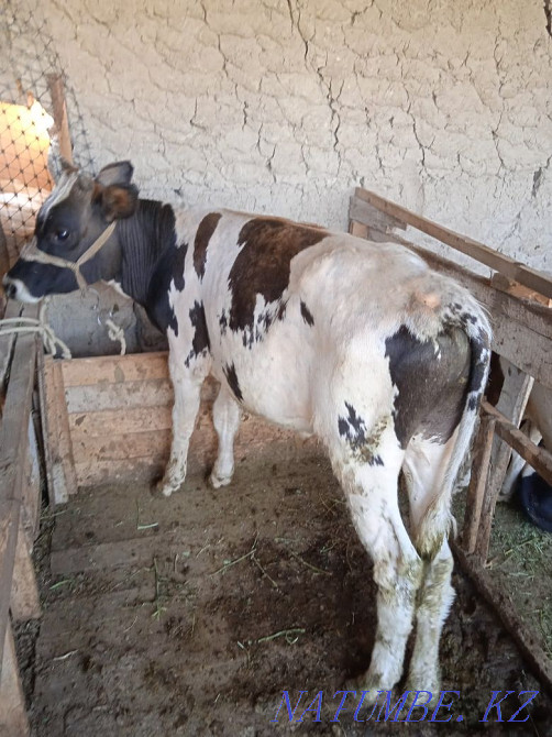 Оғыз бұқа еркек бұзау Туркестан - изображение 3