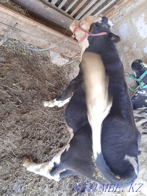 Оғыз бұқа еркек бұзау Туркестан - изображение 1