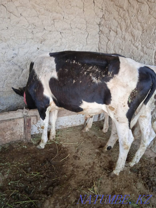 Оғыз бұқа еркек бұзау Туркестан - изображение 6